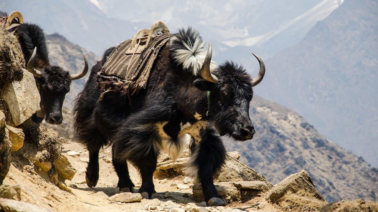 nepal, the himalayas, hefty, nepal, nepal, nepal, nepal, nepal