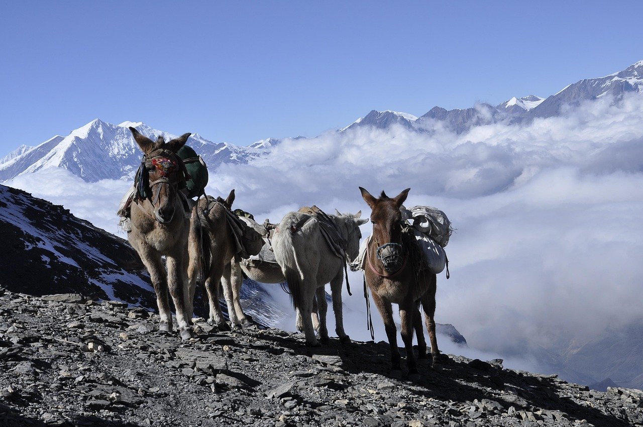 donkey, himalaya, nepal, the annapurna trek, himalaya, himalaya, himalaya, himalaya, himalaya, nepal, nepal