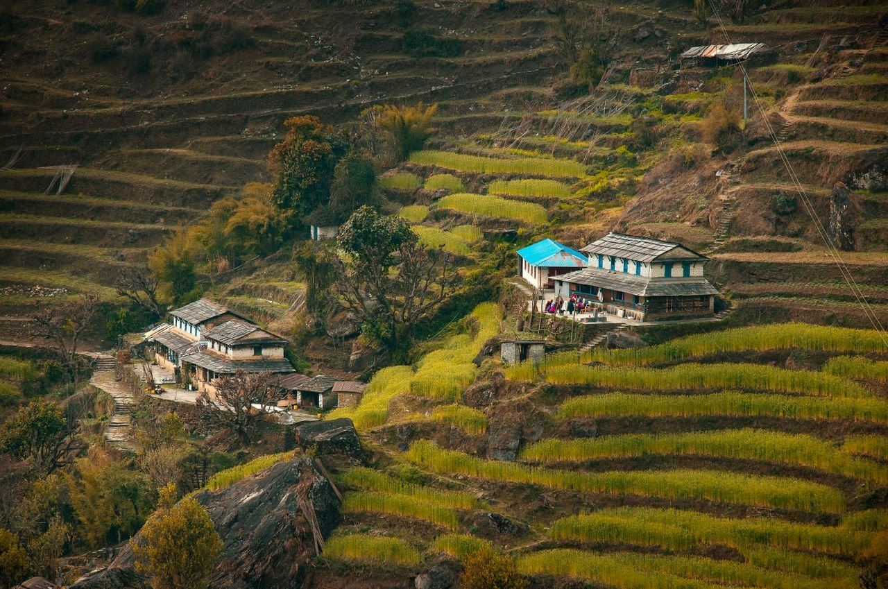 Captivating terraced fields with village houses in the picturesque Annapurna region of Nepal.
