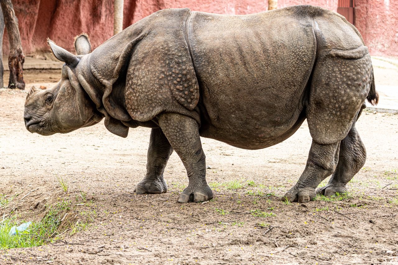 A detailed side profile of an Indian rhinoceros standing outdoors on a sandy ground.