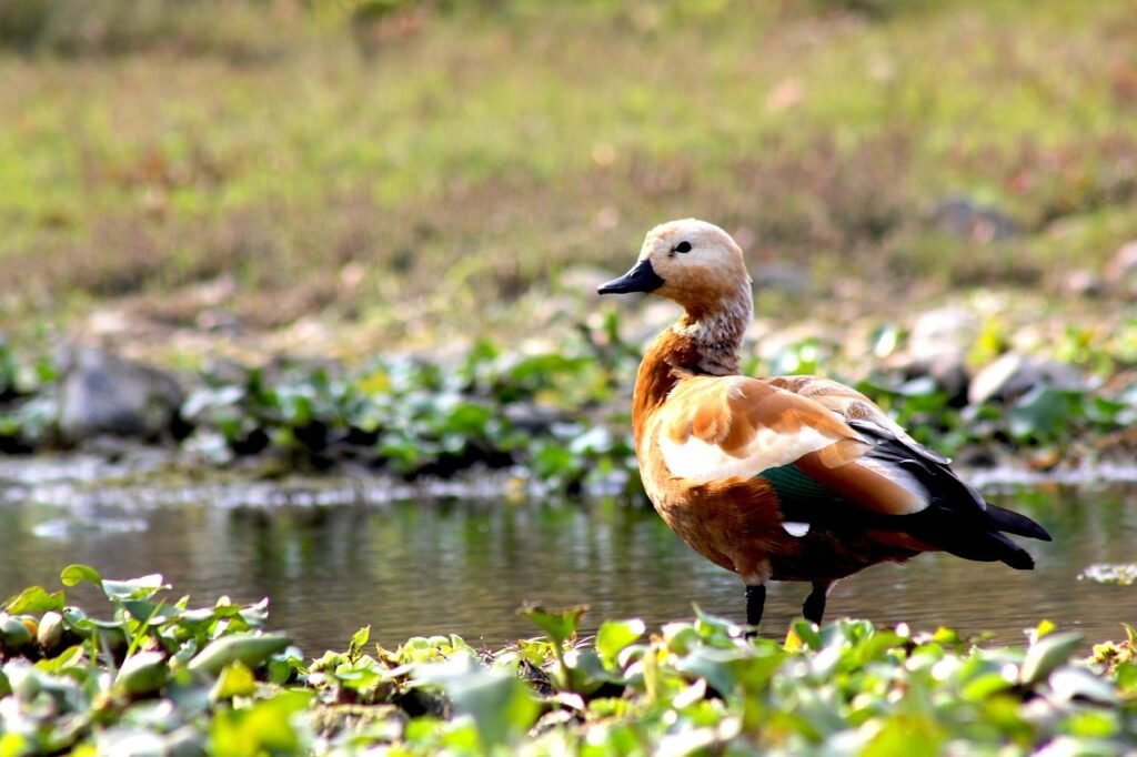 wildlife, bird, chitwan national park, nepal, nature, adventure, travel, chitwan national park, chitwan national park, chitwan national park, nepal, nepal, nepal, nepal, nepal