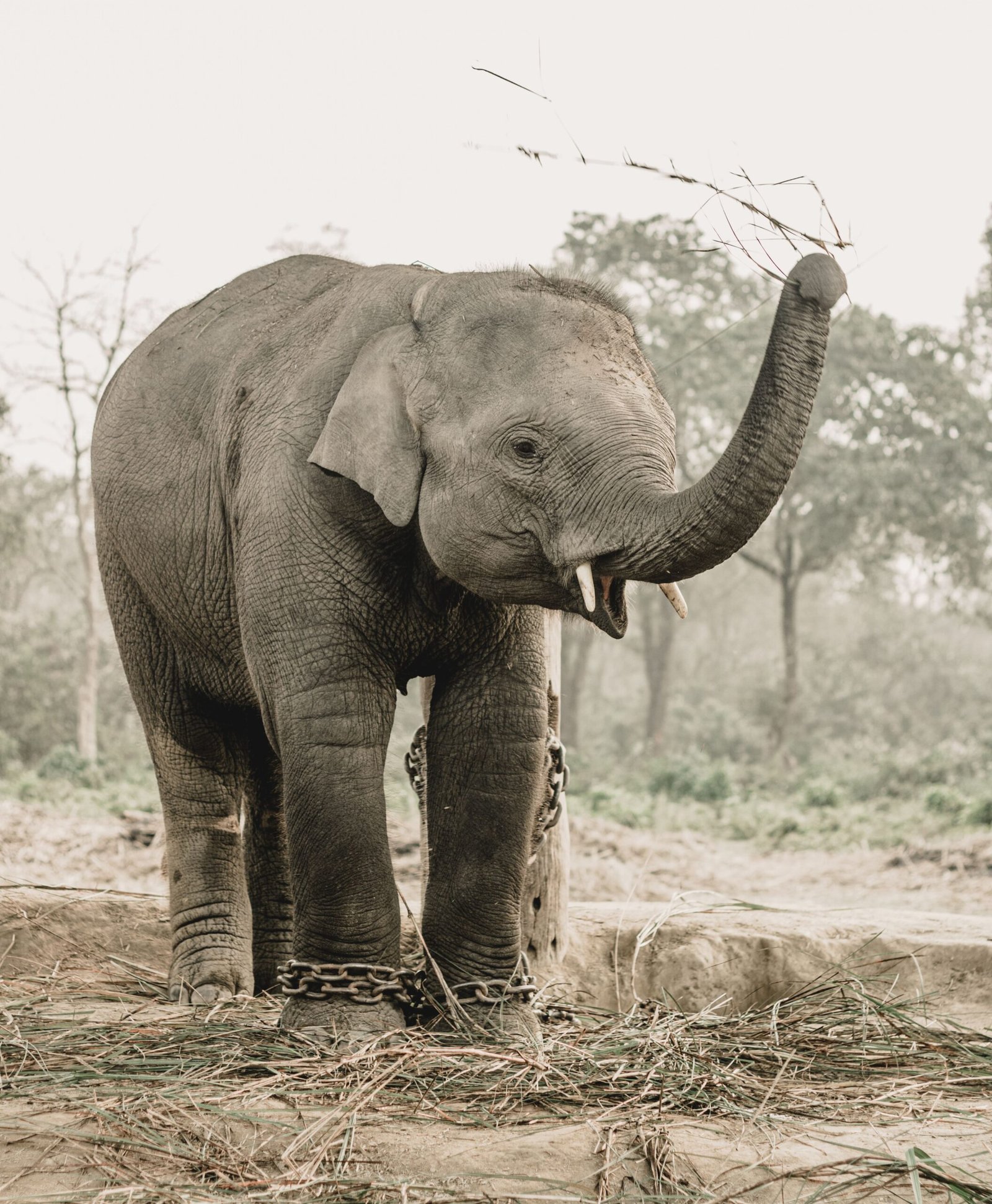 A majestic Asian elephant standing outdoors in Chitwan National Park, Nepal.