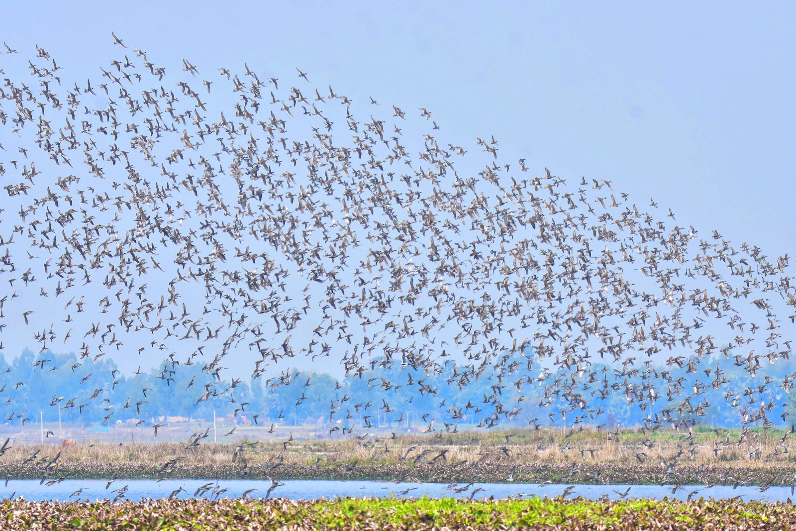 A vibrant flock of birds soaring over a serene lake, capturing the essence of freedom in nature.