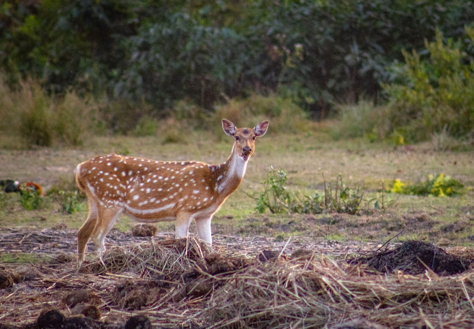 A spotted deer stands gracefully in a grassland, showcasing the natural beauty of Nepal's wildlife.