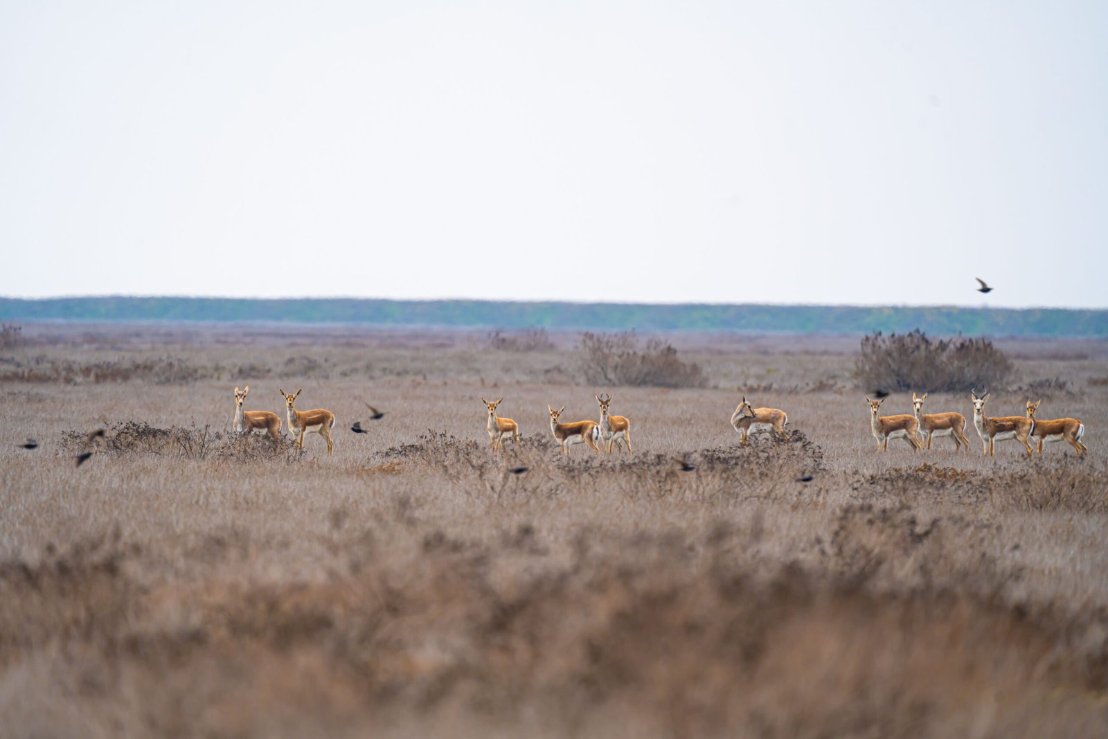 A group of gazelles standing in a wide open savannah landscape under a clear sky.