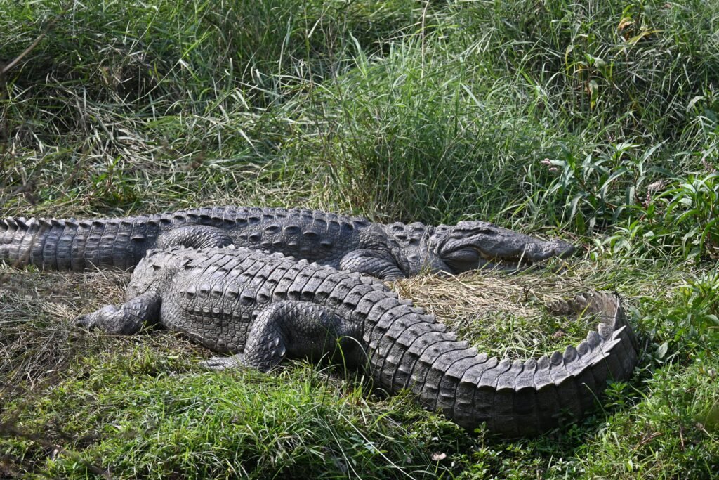 Two Indian crocodiles sunbathing on lush grass in Rajasthan's wild habitat.