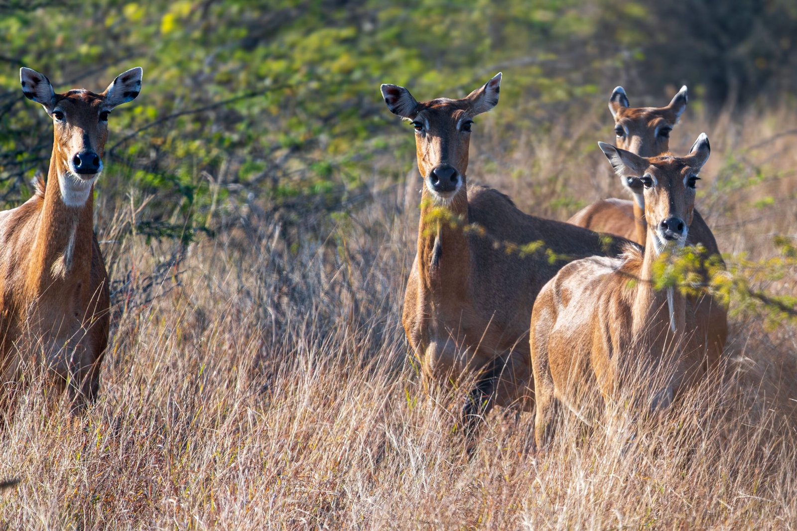 Majestic nilgai antelopes grazing in Jamnagar's natural grassland habitat.