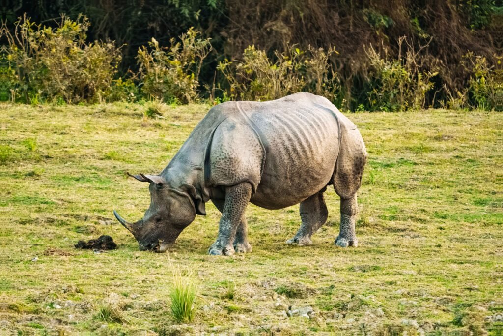 An Indian rhinoceros foraging on grassy terrain, showcasing wildlife in their natural environment.